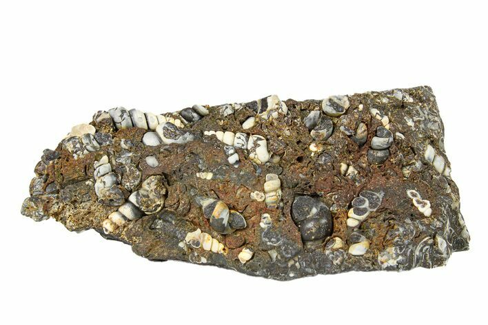 Fossil Freshwater Snails (Elimia) In Limestone - Wyoming #292080